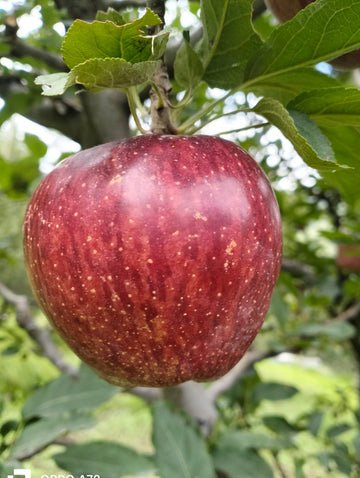 Freshly harvested Shimla Apple (Medium pcs) - 1 Kg