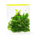 Basil - Italian