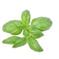 Hydroponic Basil Italian