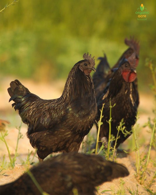 Premium Kadaknath Desi Organic Eggs (Best value Subscription plans)
