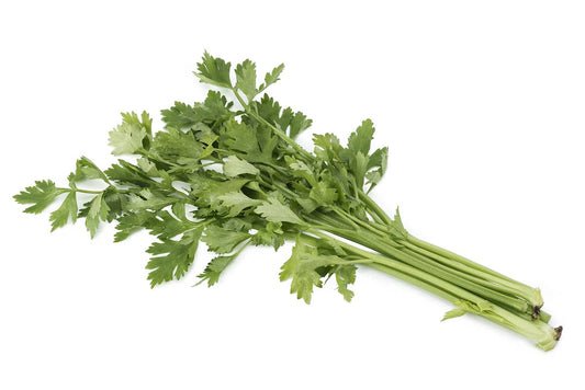 Hydroponic Celery (The famous diet food)