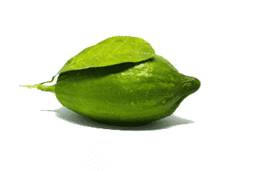 {Exclusive Launch} Gondhoraj Lemon - 2 piece (200g-300g)